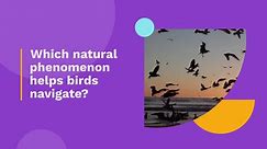 Which natural phenomenon helps birds navigate? #quiz #usa #bing #birds #animals #pets