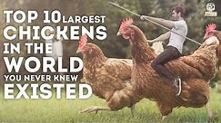 10 Largest Chickens in the World You Never Knew Existed.(Must Watch!)