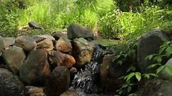 How To Add a Frog Pond to Your Landscape