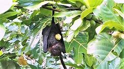 Fruit Bats of American Samoa