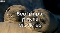 Seal Pups - Playful Prodigies _ Animals with Cameras 2 _ BBC Earth.mp4