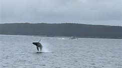 Mrs. Blue Jay and I went on a whale watching tour yesterday and Mother Nature did not disappoint. After about a 10 min boat ride our captain found a mom teaching her calf how to do what whales do best. This was Mrs. Blue Jay’s first time seeing whales in the wild. What an absolutely amazing experience. Have you ever seen whales in the wild? #whalewatching #humpbackwhale #juneau #topwaterblowups #whalesofinstagram #humpback | Blue Jay's Outdoors LLC