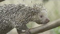Porcupine Explores Her Habitat