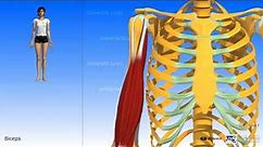 Muscle biceps brachial