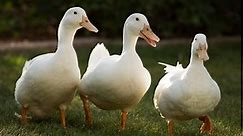 The 10 Largest Ducks In The World