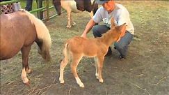 Baby Mule so Adorable!!