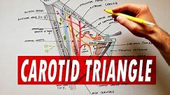 Carotid triangle - boundaries & contents | Anatomy Tutorial