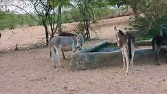 Thire Female donkey is enjoying with peacock 🦚|@MP2animals