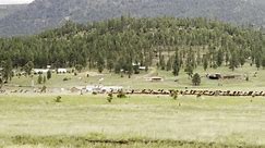 Massive Elk Herd Gathers During Rut
