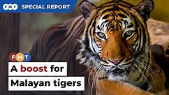 Big boost for tiger conservation efforts