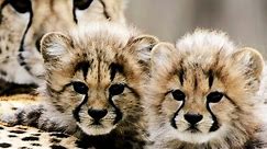 Meet Cute Baby Cheetahs