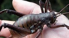 The biggest insect in the world: Giant Weta or Tarantulla Goliath?