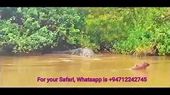 giant Saltwater Crocodile