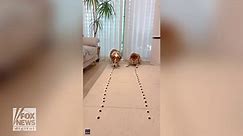 Dogs race to gobble up a row of treats in cute new video