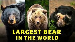 Largest Bear in the World