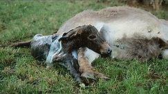 How mother Donkey giving birth?
