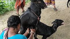 #goat-meeting#goat-breeing#beautiful woman has brought a lati goat-crossing#goat-mating#goat-meetin#