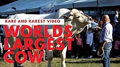 WORLDS LARGEST AND TALLEST COWS, CHIANINA CATTLE BREED, WORLDS LARGEST BULL.