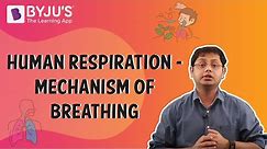 Human Respiration - Mechanism of Breathing