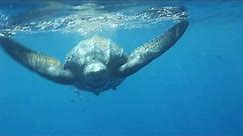 Worlds Largest Turtle! - LEATHERBACK SEA TURTLE - Great Barrier Reef Australia