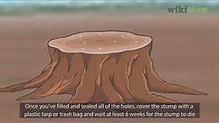 How to Kill a Tree Stump