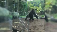 Gorilla exhibit at San Diego Zoo temporarily closed when aggressive interaction causes cracked glass