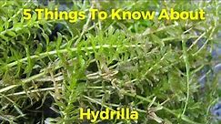 5 Things You Need To Know About Hydrilla To Catch More Fish!