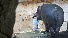 HIP HIP HOORAY: Hungry Hippo Gets Seven-Tier Birthday Cake