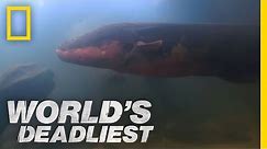 Six-Foot Electric Eel | World's Deadliest