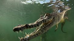 Swimming with Salt Water Crocodiles