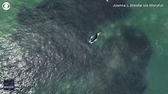 Humpback whale jumps up to feast on a huge mouthful of fish