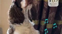 Hilarious Dog Wears Sunglasses and Plays Piano