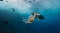 Mesmerizing footage of green sea turtle eating jellyfish
