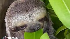 Having a good Saturday?? Enjoy some good Sloth ASMR to sooth your hungry soul. #asmr #foodasmr #sloth #animalsoftiktok