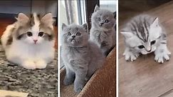 Kitten Memes That Make You Want A Cat Immediately ~ Cutest & Funniest Kittens Compilation 😻