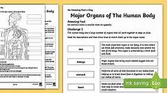 KS2 Major Organs of the Human Body Worksheet
