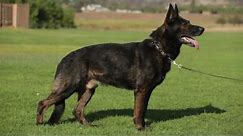 ALL ABOUT THE WORKING GERMAN SHEPHERD DOG