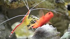 Cleaner Shrimp Cleaning