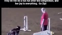 📹: @goodnewsreports Zip was a champion agility dog, when she was hit by a car and paralyzed. When she came to competitions to watch her brother, “her whole body lit up”. They let her do a fun run after the competition, and her joy is everything. Go Zip! PLEASE FOLLOW @goodnewsreports (🎥:natalie_budz TT) #K9 #workingdog #femaleK9handler #agility #agilitydog | Female K9 Handlers