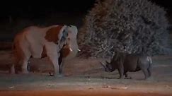 Elephant 🐘vs Rhino 🦏 FIGHT