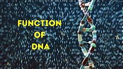 What is DNA I The Function Of DNA In Stunning 3D Animation 4K