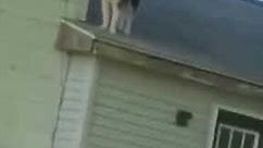 Husky on the roof. How did you get up there?