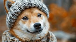 Move Over Shiba Inu, Doge: OKX Lists Soaring Memecoins WIF And MEW 
