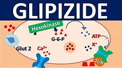 Glipizide - Mechanism, side effects, precautions, interactions& uses