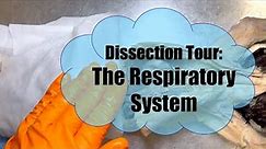 Dissection Tour: Respiratory System