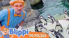 Poznajmy pingwiny! | Blippi po polsku | Nauka i zabawa dla dzieci