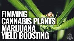 Fimming Cannabis Plants | Marijuana Yield Boosting