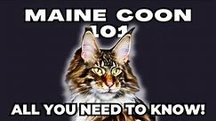 Maine Coon Cat 101 - All you need to know