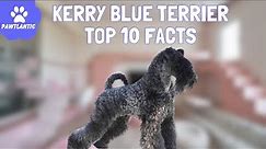 Kerry Blue Terrier - The Charming Blue-Coated Breed