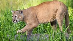 DNA from mountain lion euthanized after attack near Georgetown matches scene samples